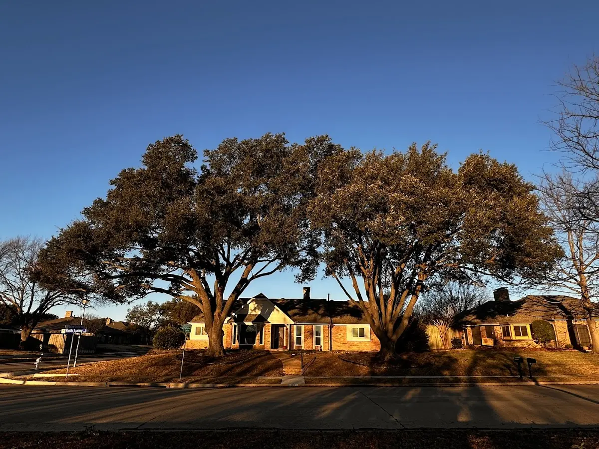 Established residential canopy tree shading a home in Cairnbrook